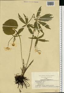 Ranunculus cassubicus L., Eastern Europe, Central region (E4) (Russia)