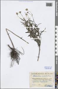 Hieracium umbellatum L., Eastern Europe, North Ukrainian region (E11) (Ukraine)