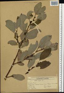 Salix caprea L., Siberia, Russian Far East (S6) (Russia)