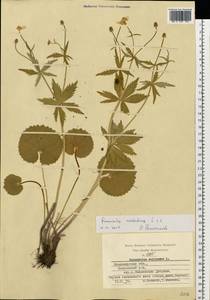 Ranunculus cassubicus L., Eastern Europe, Central region (E4) (Russia)