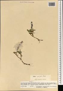 Salix rectijulis Ledeb. ex Trautv., Mongolia (MONG) (Mongolia)