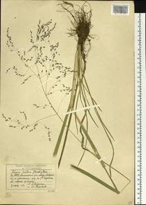 Glyceria lithuanica (Gorski) Gorski, Siberia, Yakutia (S5) (Russia)