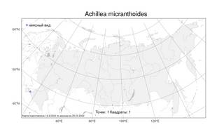 Achillea micranthoides Klokov, Atlas of the Russian Flora (FLORUS) (Russia)