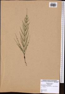 Equisetum arvense L., Eastern Europe, Central region (E4) (Russia)