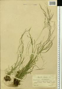 Agrostis clavata Trin., Siberia, Altai & Sayany Mountains (S2) (Russia)