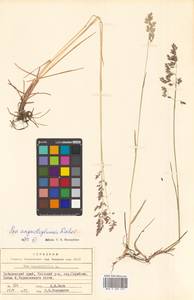 Poa angustifolia L., Siberia, Russian Far East (S6) (Russia)
