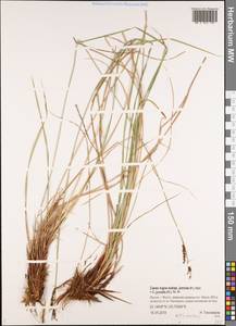 Carex nigra subsp. juncea (Fr.) Soó, Siberia, Yakutia (S5) (Russia)