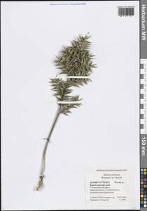 Ruscus aculeatus L., Caucasus, Black Sea Shore (from Novorossiysk to Adler) (K3) (Russia)