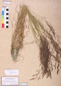 Agrostis gigantea Roth, Siberia, Altai & Sayany Mountains (S2) (Russia)