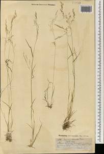 Agrostis clavata Trin., Mongolia (MONG) (Mongolia)