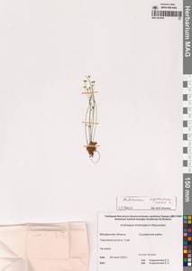 Androsace septentrionalis L., Siberia, Chukotka & Kamchatka (S7) (Russia)