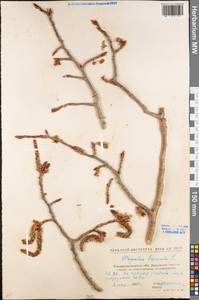 Populus tremula L., Eastern Europe, North Ukrainian region (E11) (Ukraine)