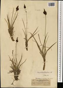 Carex melananthiformis Litv., Mongolia (MONG) (Mongolia)