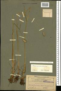 Alopecurus arundinaceus Poir., Caucasus, Armenia (K5) (Armenia)