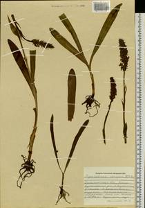 Gymnadenia conopsea (L.) R.Br., Siberia, Russian Far East (S6) (Russia)