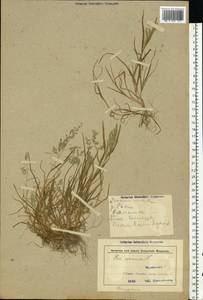 Poa annua L., Eastern Europe, Belarus (E3a) (Belarus)