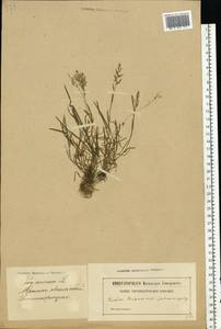 Poa annua L., Eastern Europe, Latvia (E2b) (Latvia)