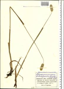 Alopecurus arundinaceus Poir., Caucasus, Armenia (K5) (Armenia)