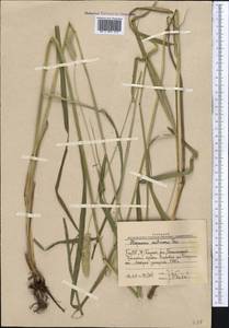 Alopecurus arundinaceus Poir., Middle Asia, Western Tian Shan & Karatau (M3) (Uzbekistan)