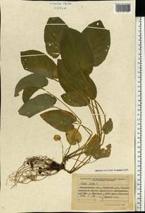 Viola hirta L., Eastern Europe, West Ukrainian region (E13) (Ukraine)