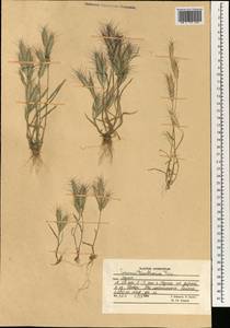 Bromus danthoniae Trin., South Asia, South Asia (Asia outside ex-Soviet states and Mongolia) (ASIA) (Afghanistan)