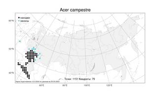 Acer campestre L., Atlas of the Russian Flora (FLORUS) (Russia)