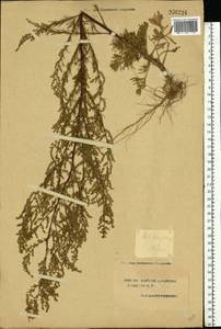 Artemisia scoparia Waldst. & Kit., Eastern Europe, South Ukrainian region (E12) (Ukraine)