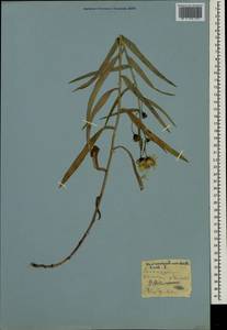 Hieracium umbellatum L., Eastern Europe, Northern region (E1) (Russia)