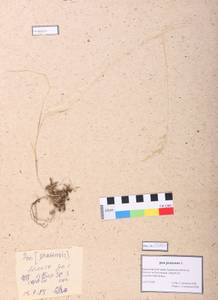 Poa pratensis L., Siberia, Altai & Sayany Mountains (S2) (Russia)