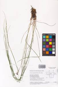 Carex nigra subsp. juncea (Fr.) Soó, Eastern Europe, Central region (E4) (Russia)