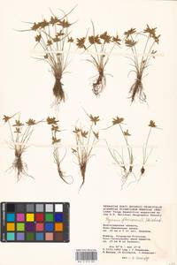 Cyperus flavescens L., Eastern Europe, Rostov Oblast (E12a) (Russia)