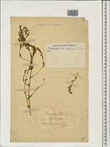 Lactuca tatarica (L.) C. A. Mey., Eastern Europe, South Ukrainian region (E12) (Ukraine)