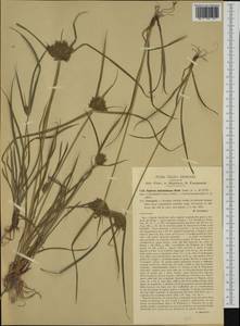 Cyperus flavescens L., Western Europe (EUR) (Italy)