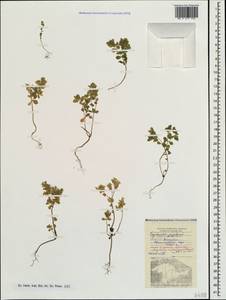 Euphorbia peplus L., Crimea (KRYM) (Russia)