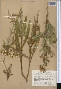 Lactuca tatarica (L.) C. A. Mey., Middle Asia, Caspian Ustyurt & Northern Aralia (M8) (Kazakhstan)
