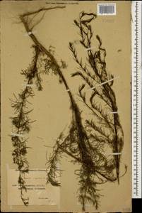 Artemisia scoparia Waldst. & Kit., Caucasus, Azerbaijan (K6) (Azerbaijan)