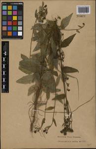 Hieracium umbellatum L., Eastern Europe, Northern region (E1) (Russia)