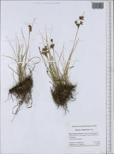 Juncus compressus Jacq., Eastern Europe, Central forest region (E5) (Russia)