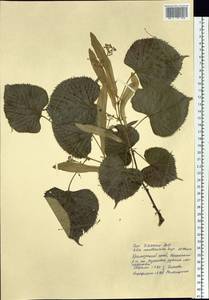 Tilia mandshurica Rupr. & Maxim., Siberia, Russian Far East (S6) (Russia)