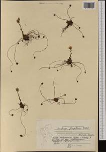 Saxifraga flagellaris Sternb. & Willd., Western Europe (EUR) (Svalbard and Jan Mayen)