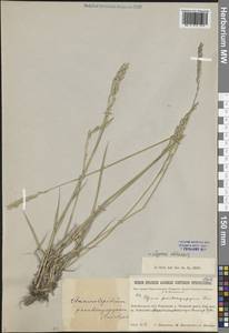 Leymus chinensis (Trin.) Tzvelev, Siberia, Baikal & Transbaikal region (S4) (Russia)