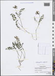 Astragalus alpinus L., Siberia, Chukotka & Kamchatka (S7) (Russia)