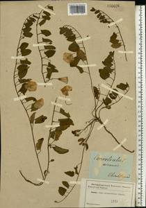 Convolvulus arvensis L., Eastern Europe, South Ukrainian region (E12) (Ukraine)