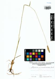 Alopecurus arundinaceus Poir., Siberia, Baikal & Transbaikal region (S4) (Russia)