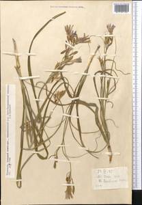 Ixiolirion tataricum (Pall.) Schult. & Schult.f., Middle Asia, Kopet Dag, Badkhyz, Small & Great Balkhan (M1) (Turkmenistan)