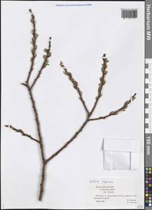 Salix caprea L., Caucasus, Black Sea Shore (from Novorossiysk to Adler) (K3) (Russia)