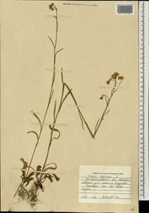 Crepis tectorum L., Eastern Europe, South Ukrainian region (E12) (Ukraine)