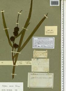 Sparganium emersum Rehmann, Eastern Europe, Central forest-and-steppe region (E6) (Russia)