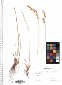 Poa angustifolia L., Eastern Europe, Middle Volga region (E8) (Russia)