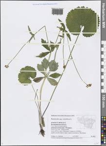 Ranunculus cassubicus L., Eastern Europe, Central region (E4) (Russia)
